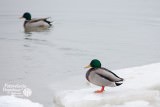 Styczeń na plaży w Rewalu